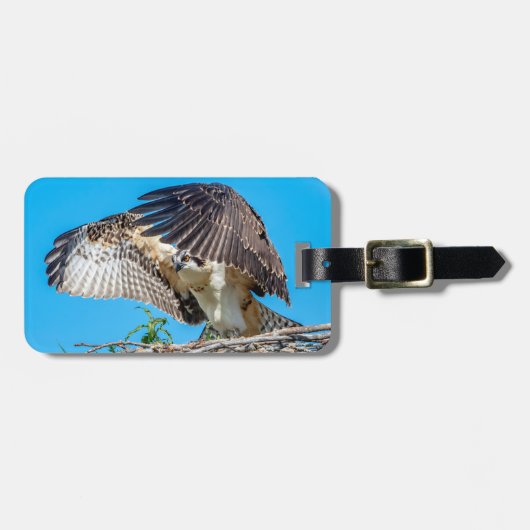 Juvenile Osprey im Nest Gepäckanhänger (Vorderseite horizontal)