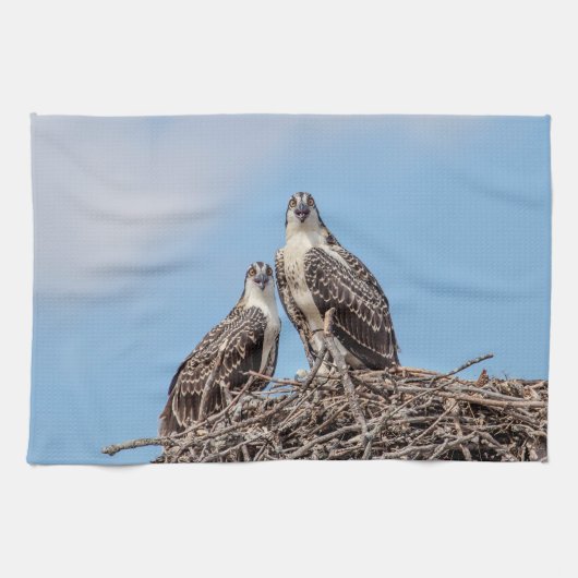Juvenile Osprey im Nest Handtuch (Horizontal)