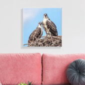 Juvenile Osprey im Nest Leinwanddruck (Insitu (Wohnzimmer))