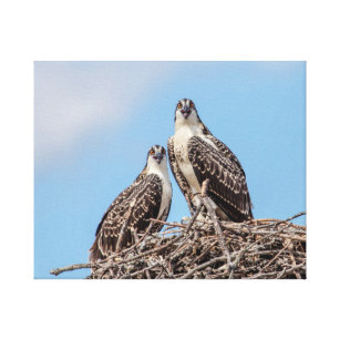 Juvenile Osprey im Nest Leinwanddruck