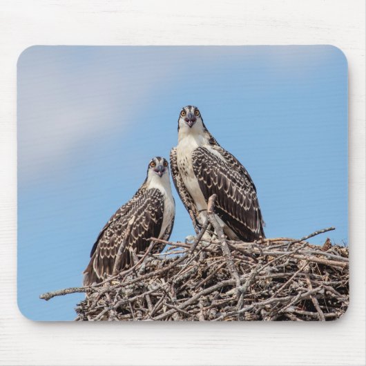 Juvenile Osprey im Nest Mousepad (Vorne)