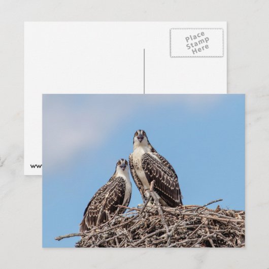 Juvenile Osprey im Nest Postkarte (Vorne/Hinten)