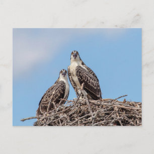 Juvenile Osprey im Nest Postkarte