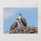 Juvenile Osprey im Nest Postkarte (Vorderseite)