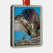 Juvenile Osprey im Nest Silbernes Ornament (Rechts)