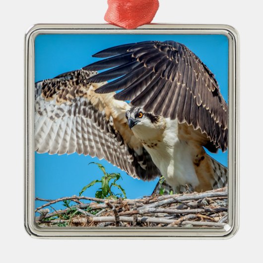 Juvenile Osprey im Nest Silbernes Ornament (Vorne)