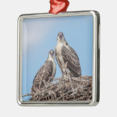 Juvenile Osprey im Nest Silbernes Ornament (Links)