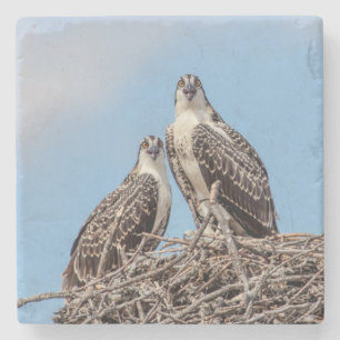 Juvenile Osprey im Nest Steinuntersetzer