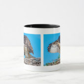 Juvenile Osprey im Nest Tasse (Zentrum)