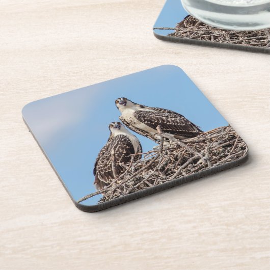 Juvenile Osprey im Nest Untersetzer (Linke Seite)