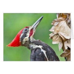 Juvenile Pileated Woodpecker Profile Geschenke App