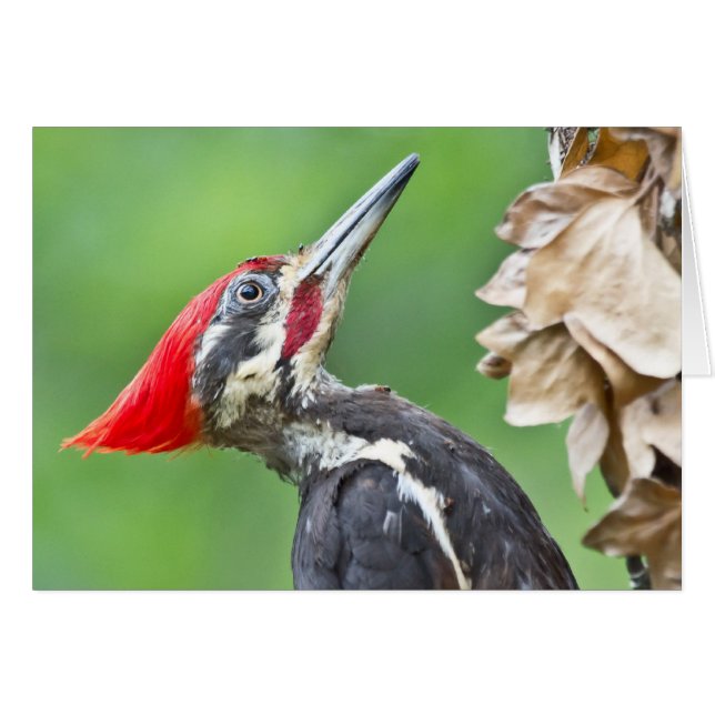 Juvenile Pileated Woodpecker Profile Geschenke App (Vorderseite (Horizontal))