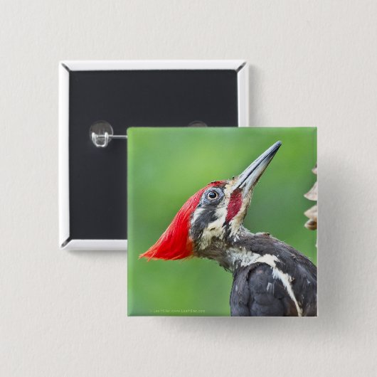 Juvenile Pileated Woodpecker Profile Geschenke App Button (Vorne & Hinten)