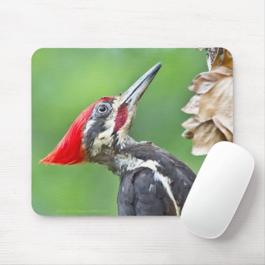 Juvenile Pileated Woodpecker Profile Geschenke App Mousepad (Mit Mouse)