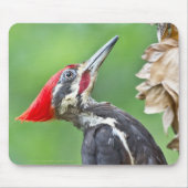 Juvenile Pileated Woodpecker Profile Geschenke App Mousepad (Vorne)