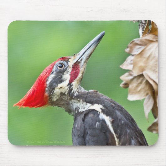 Juvenile Pileated Woodpecker Profile Geschenke App Mousepad (Vorne)