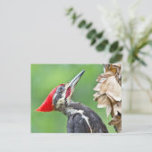 Juvenile Pileated Woodpecker Profile Geschenke App Postkarte (Stehend Vorderseite)