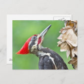 Juvenile Pileated Woodpecker Profile Geschenke App Postkarte (Vorne/Hinten)