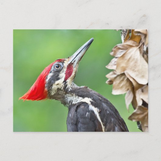 Juvenile Pileated Woodpecker Profile Geschenke App Postkarte (Vorderseite)