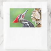 Juvenile Pileated Woodpecker Profile Geschenke App Rechteckiger Aufkleber (Tasche)