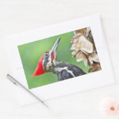 Juvenile Pileated Woodpecker Profile Geschenke App Rechteckiger Aufkleber (Umschlag)