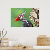 Juvenile Pilee Woodpecker Profile Poster (Küche)