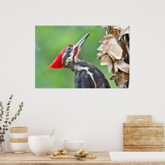 Juvenile Pilee Woodpecker Profile Poster (Küche)