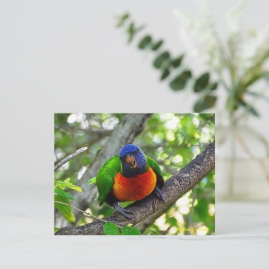 Juvenile Rainbow Lorikeet Postkarte (Stehend Vorderseite)