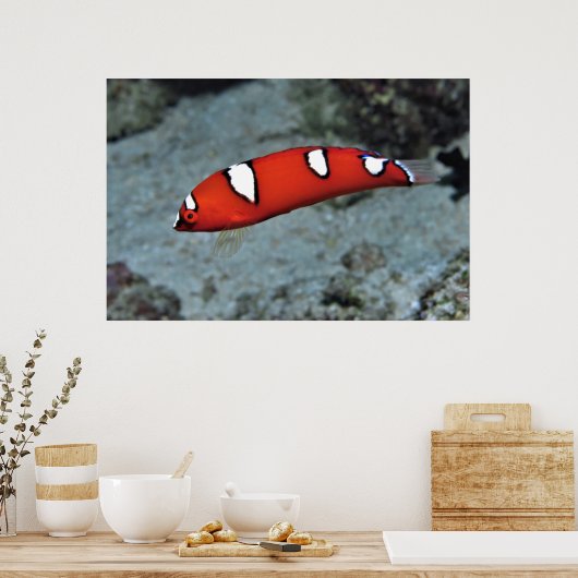 Juvenile Red Coris Poster (Küche)