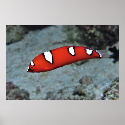 Juvenile Red Coris Poster (Vorne)
