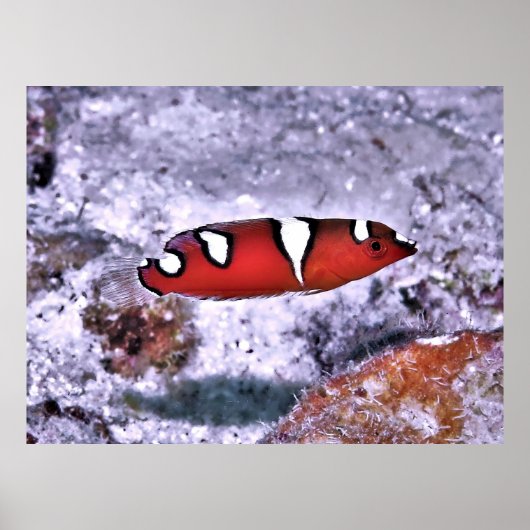 Juvenile Red Coris Wrasse Poster (Vorne)