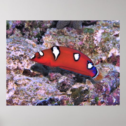 Juvenile Red Coris Wrasse-Raja Ampat Poster (Vorne)