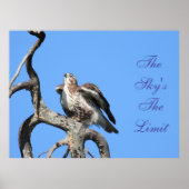 Juvenile Red Schwanz Hawk Motivierend Poster (Vorne)