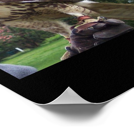 Juvenile Red Schwanz Hawk Poster (Ecke)