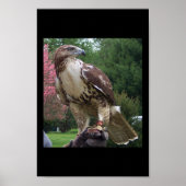 Juvenile Red Schwanz Hawk Poster (Vorne)