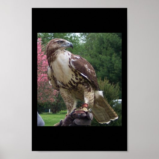 Juvenile Red Schwanz Hawk Poster (Vorne)