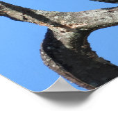 Juvenile Red Tail Hawk Composite Poster (Ecke)