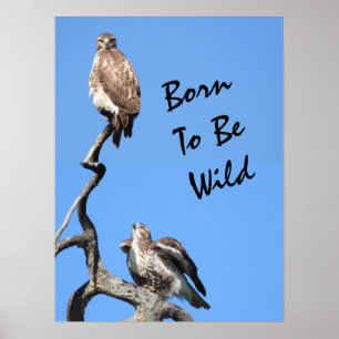 Juvenile Red Tail Hawk Composite Poster