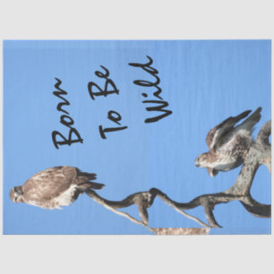 Juvenile Red Tail Hawk Composite Seidenpapier