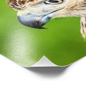 Juvenile Red Tail Hawk Fotodruck (Ecke)