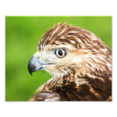 Juvenile Red Tail Hawk Fotodruck (Vorne)