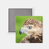 Juvenile Red Tail Hawk Magnet (Vorderseite/Rückseite)