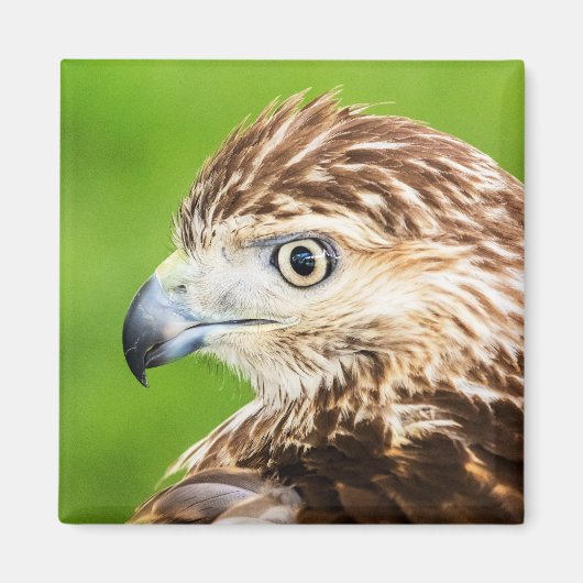 Juvenile Red Tail Hawk Magnet (Vorne)