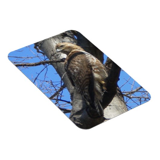 Juvenile Red Tail Hawk Magnet (Rechte Seite)