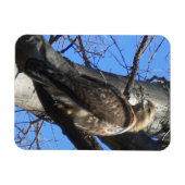 Juvenile Red Tail Hawk Magnet (Horizontal)