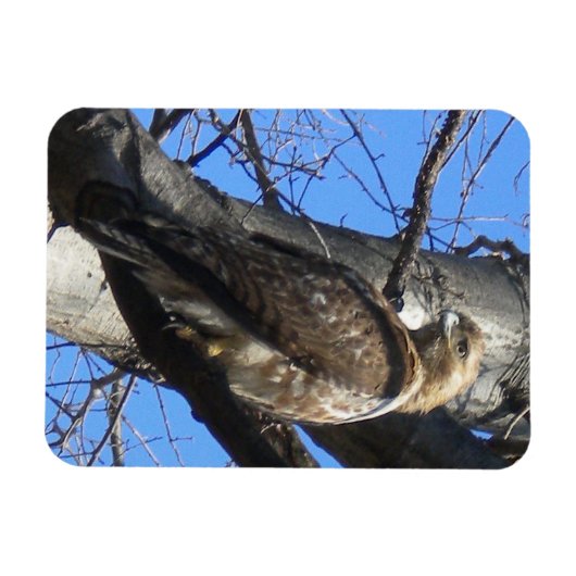Juvenile Red Tail Hawk Magnet (Horizontal)