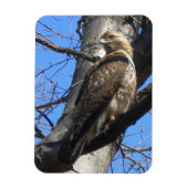Juvenile Red Tail Hawk Magnet (Vertikal)