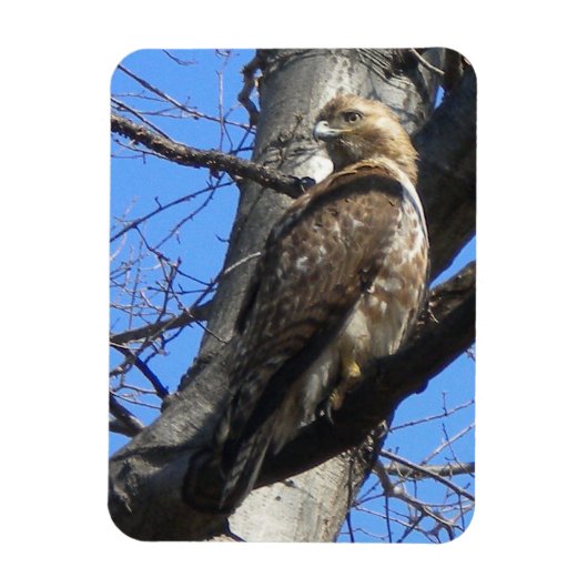 Juvenile Red Tail Hawk Magnet (Vertikal)