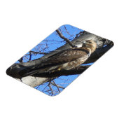 Juvenile Red Tail Hawk Magnet (Linke Seite)