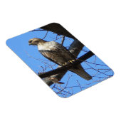 Juvenile Red Tail Hawk Magnet (Rechte Seite)
